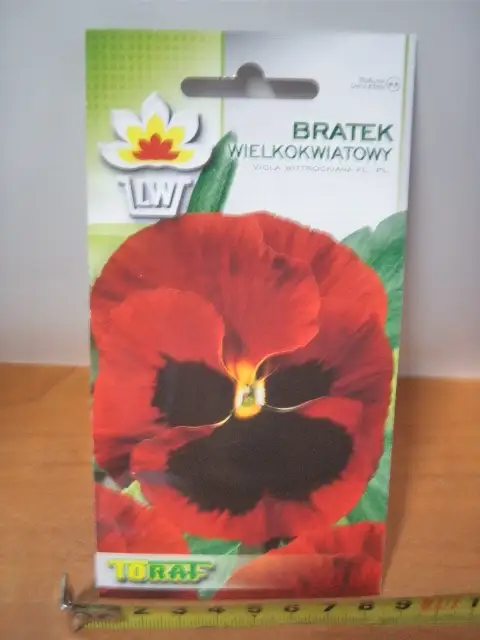 nasiona bratek wielokwiatowy TF1995