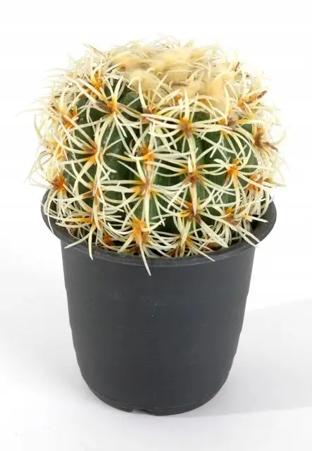 kwiat KAKTUS kula 16,5cm | 8623501400