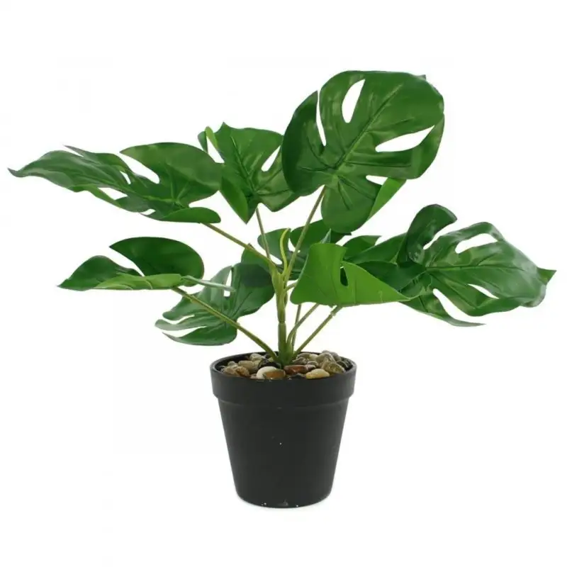 Monstera  w doniczce 11 x 30cm
