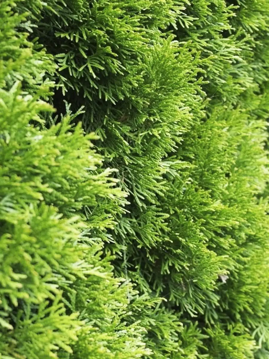 Pakiet tuja SZMARAGD wysokość 100 - 110 cm - 40 szt. — 4