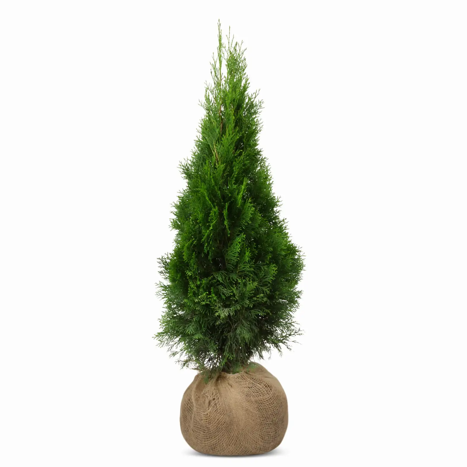 Pakiet tuja SZMARAGD wysokość 100 - 110 cm - 40 szt. — 2
