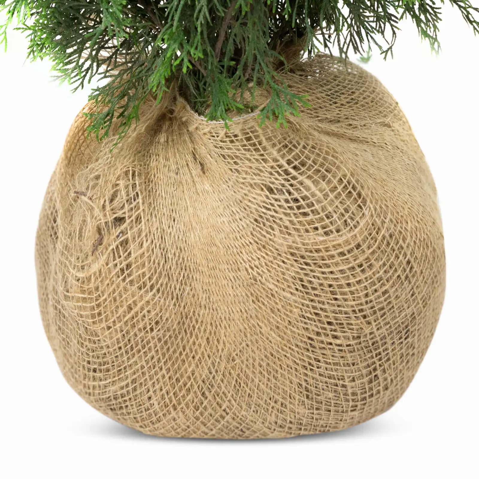 Pakiet tuja SZMARAGD wysokość 100 - 110 cm - 40 szt. — 3