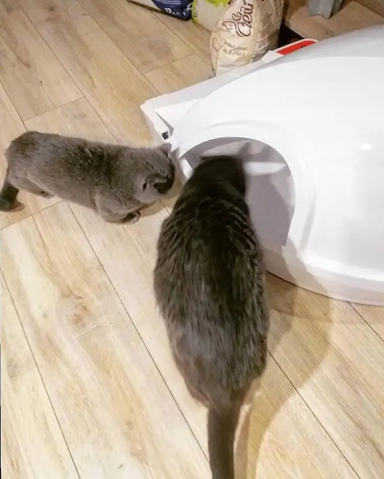 Inteligentna Automatyczna Samoczyszcząca Kuweta dla Kota Smart Kitty — 10