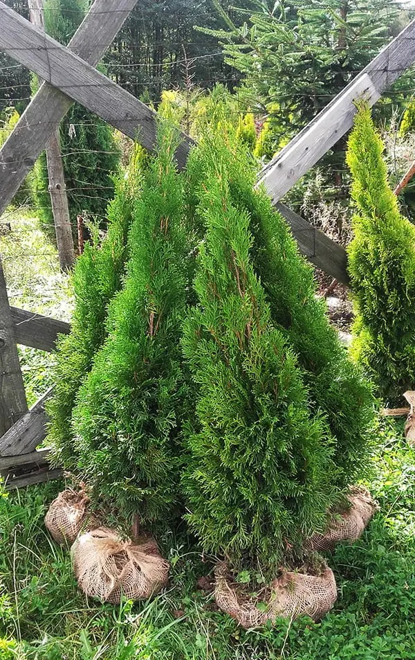 Pakiet tuja SZMARAGD wysokość 100 - 110 cm - 40 szt. — 6